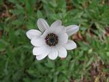 Osteospermum Cornwall 